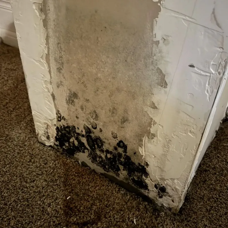 Professional Mold Removal in Prosperity, WV